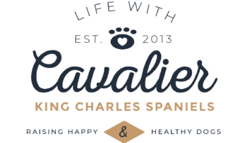 Life with Cavalier King Charles Spaniels